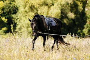 Allenamento con redini lunghe e lavoro a terra Cavallo