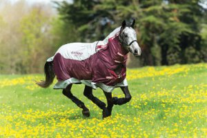 Coperte estive Cavallo