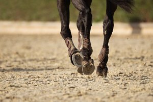 Paratendini e paranocche Cavallo