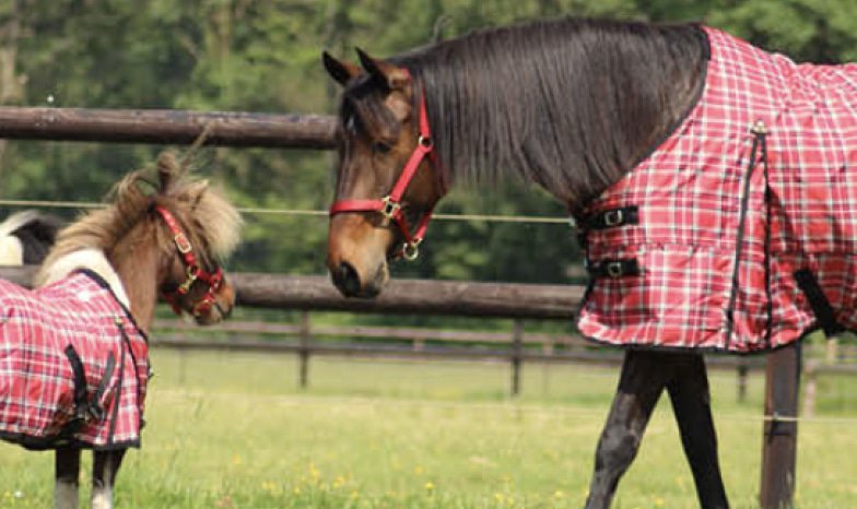 MHS Equestre